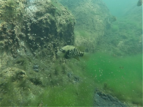Bean's cichlid (Mayaheros beani) — Cichlidae — 4
