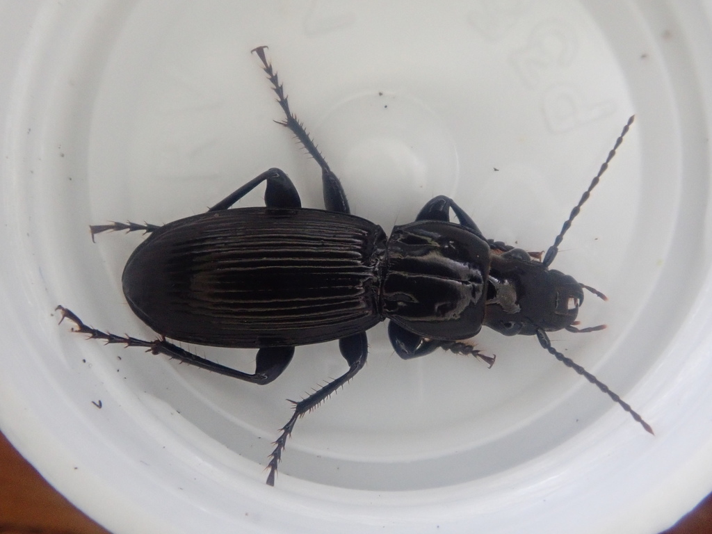 Neoferonia prolixa