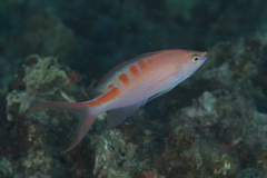 Pyronotanthias lori