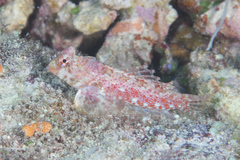 Synchiropus morrisoni