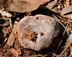 Russula kalimna