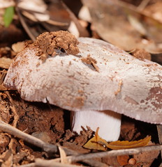 Russula kalimna