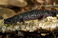 Plethodon glutinosus