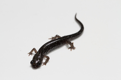 Plethodon glutinosus