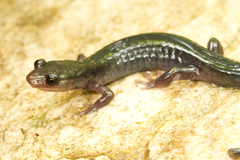Plethodon metcalfi