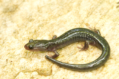 Plethodon metcalfi