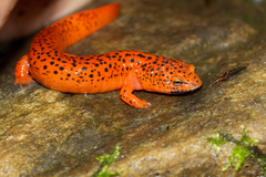 Pseudotriton ruber schencki