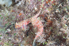 Synchiropus morrisoni