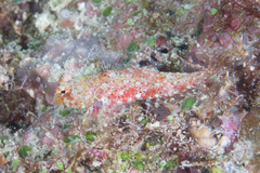 Synchiropus morrisoni