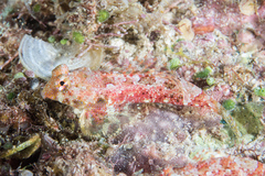 Synchiropus morrisoni