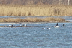Larus fuscus barabensis