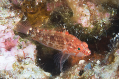 Plectranthias longimanus