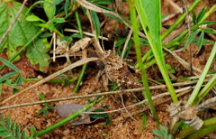 Ommexecha virens