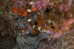 Corythoichthys amplexus