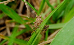 Ommexecha virens