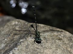Hemigomphus theischingeri