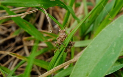 Ommexecha virens