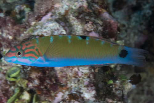 Moon Wrasse