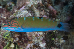 Moon Wrasse photo 1
