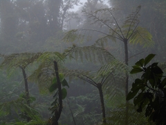 Sphaeropteris