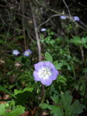 Nemophila phacelioides