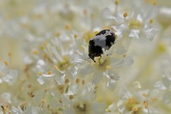 Anthrenus sophonisba