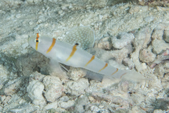 Amblyeleotris randalli