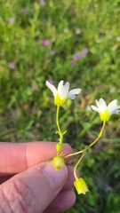 Mononeuria nuttallii