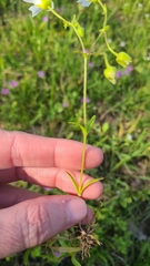 Mononeuria nuttallii