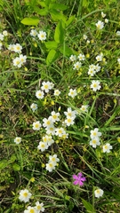 Mononeuria nuttallii