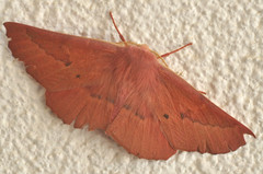 Monoctenia falernaria