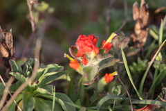 Castilleja mendocinensis