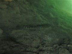 Gobiomorus polylepis