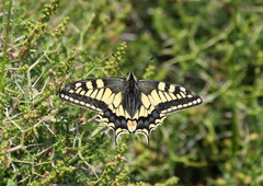 Papilio machaon