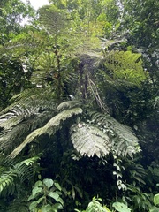 Sphaeropteris lepifera