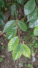 Lasianthus hispidulus