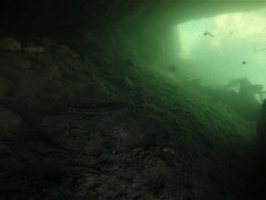 Gobiomorus polylepis