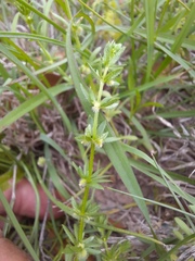 Galium virgatum