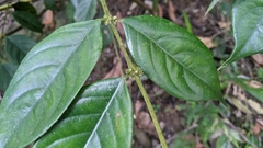 Lasianthus hispidulus