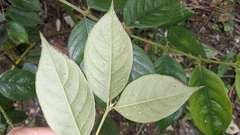 Lasianthus hispidulus
