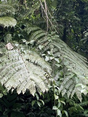 Sphaeropteris lepifera