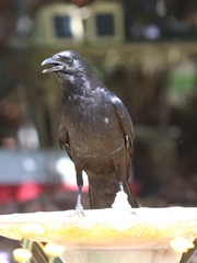 Corvus brachyrhynchos