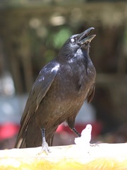Corvus brachyrhynchos