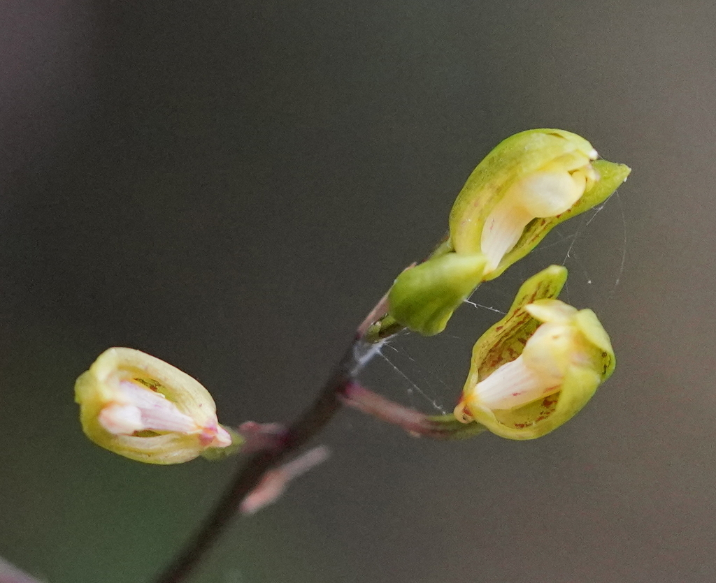 Chrysoglossum