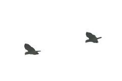 Amazona viridigenalis