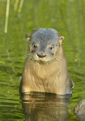 Lontra provocax
