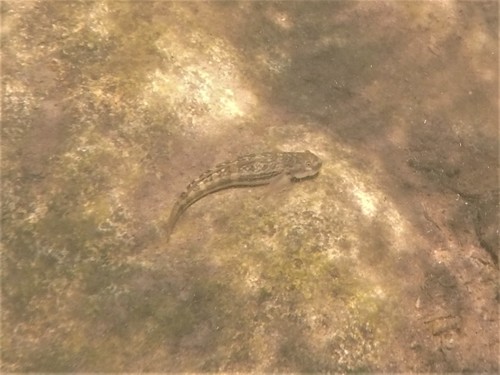 Salvin's goby (Sicydium salvini) — Gobiidae — 5