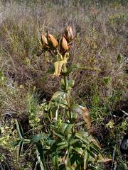 Hypericum ascyron pyramidatum