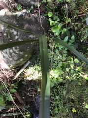Phormium