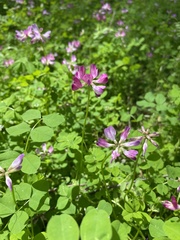Astragalus sinicus